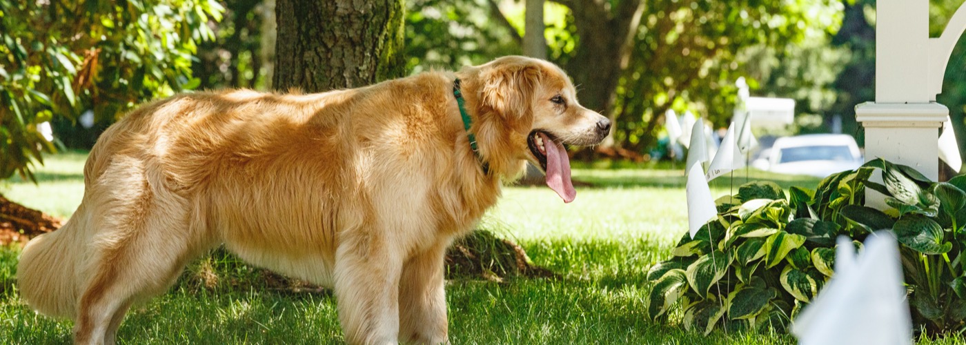 DogWatch of Greater San Antonio, San Antonio, Texas | Outdoor Hidden Dog Fences Slider Image