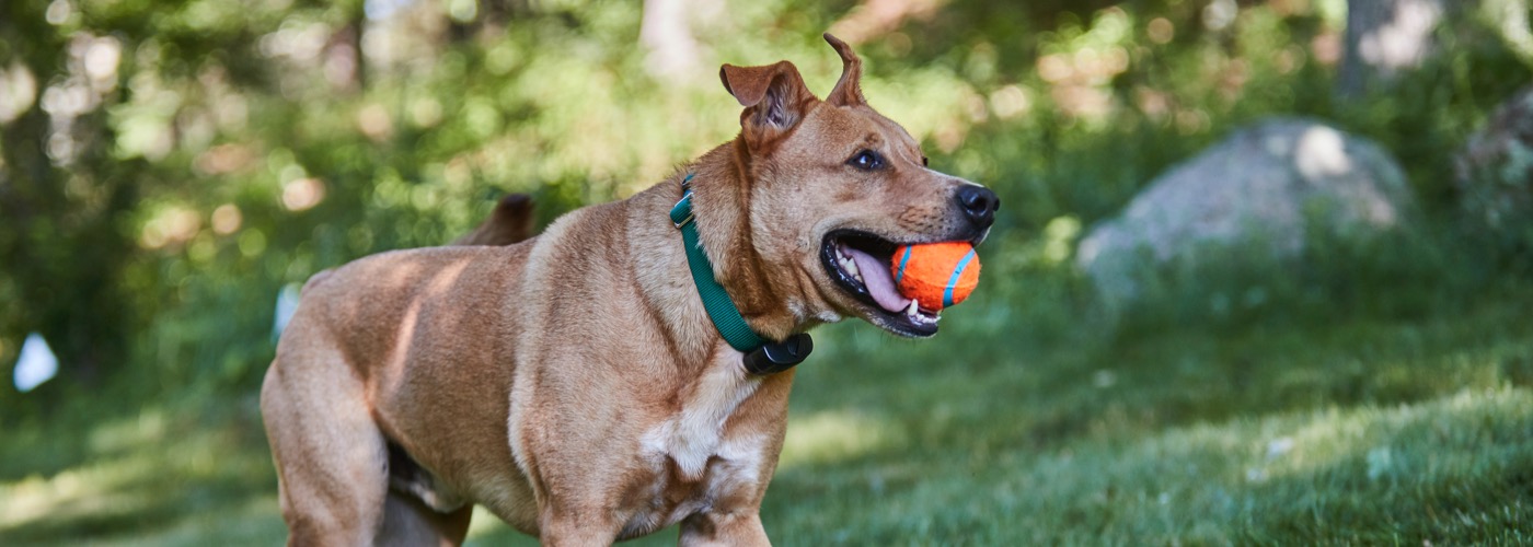 DogWatch of Greater San Antonio, San Antonio, Texas | ProFenceX Slider Image